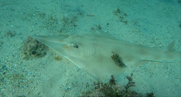 Image of Banks Shovelnose Ray