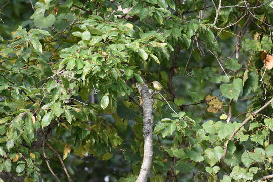 Слика од Vireo griseus (Boddaert 1783)