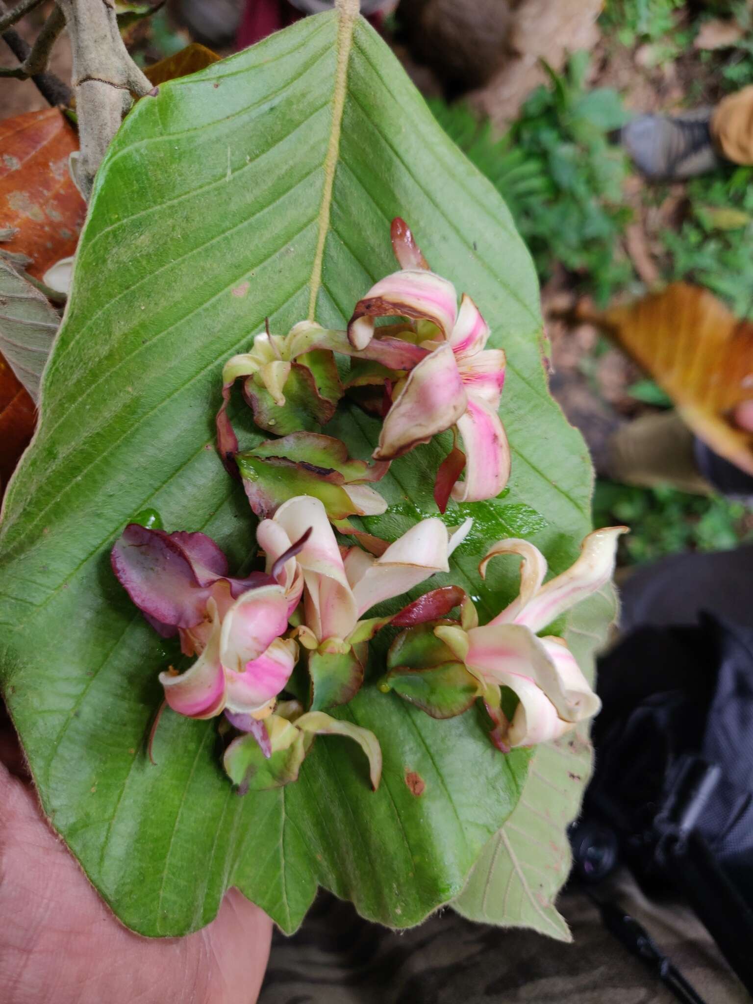 Imagem de Dipterocarpus bourdillonii Brandis