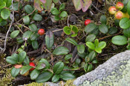 Image of lingonberry