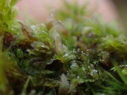 Image of Bifid Crestwort