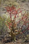 Tylecodon paniculatus (L. fil.) H. Tölken resmi