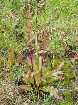 Rumex arcticus Trautv.的圖片