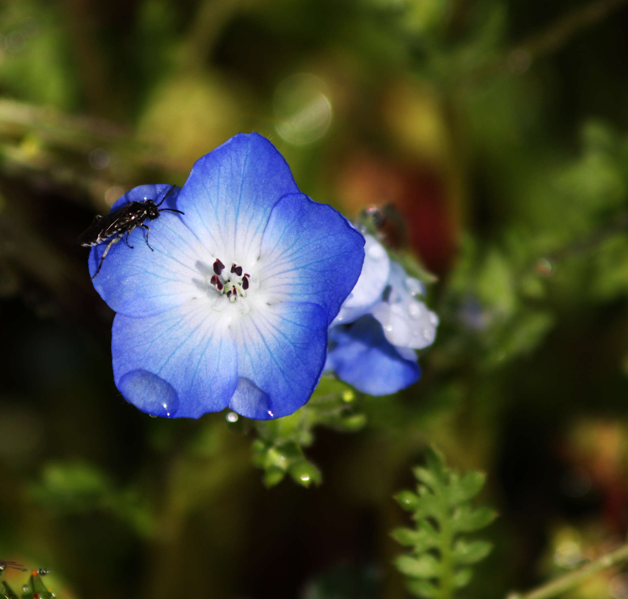 Image of baby blue eyes