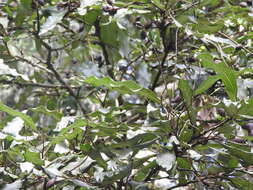 Image of Grevillea hilliana F. Müll.