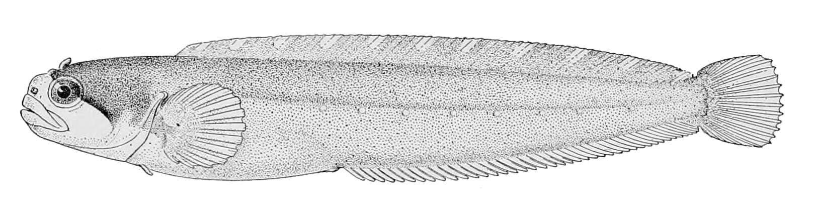 Image of Gymnoclinus