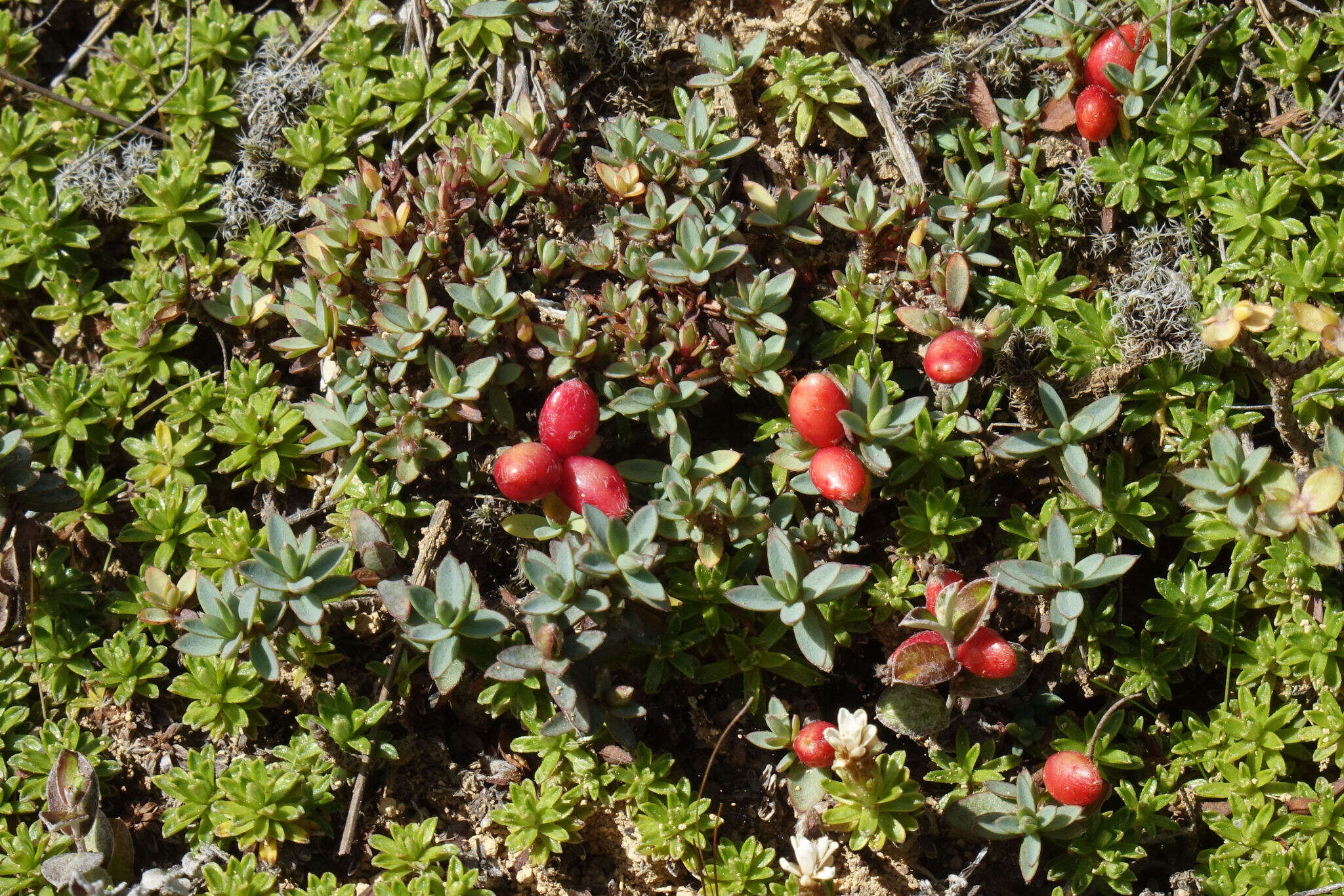 Image of Pimelea prostrata (J. R. & G. Forst.) Willd.