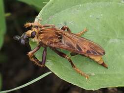 Image of Hornet robberfly