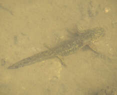 Image of Barred Tiger Salamander