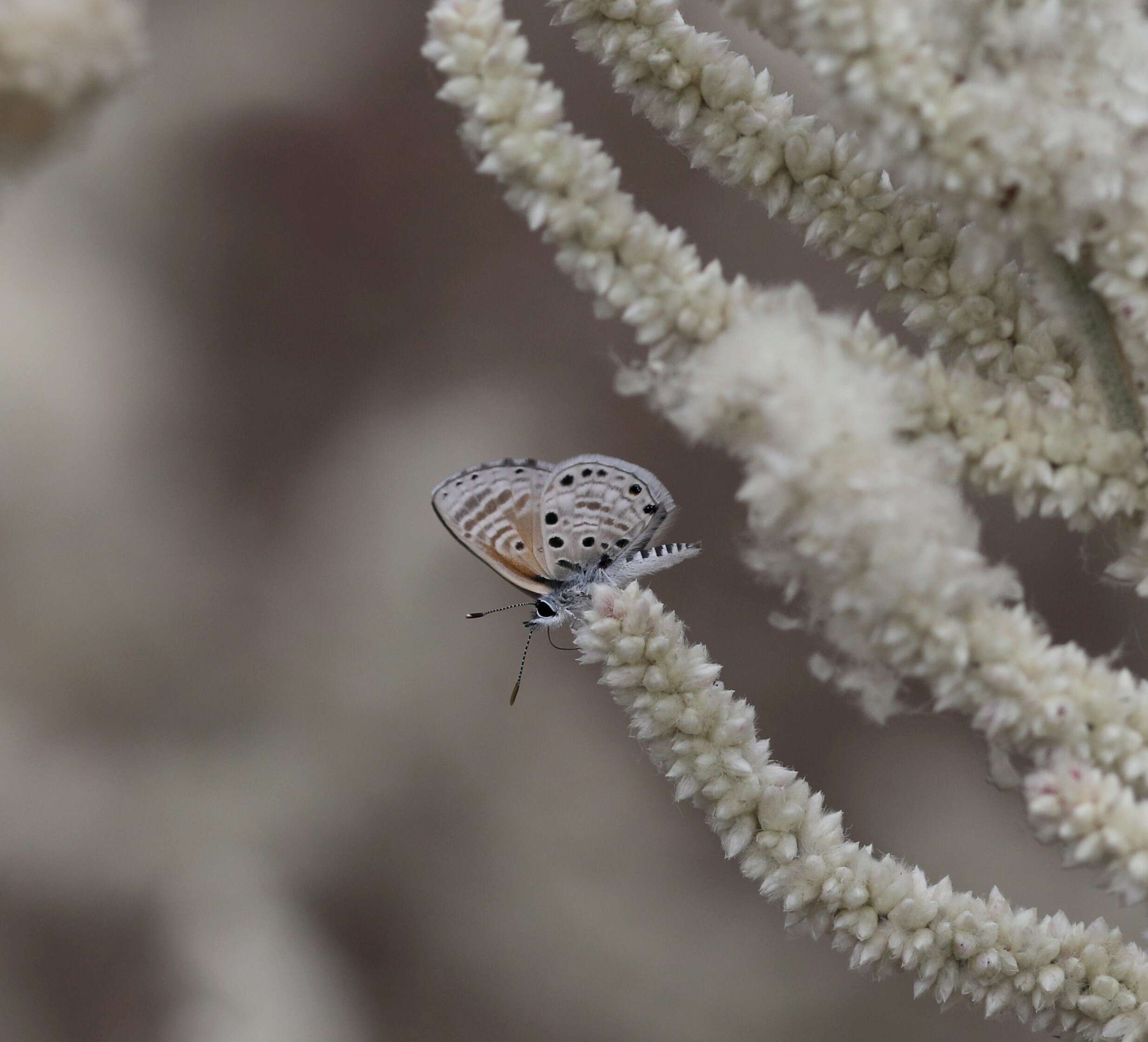 Image of African babul blue