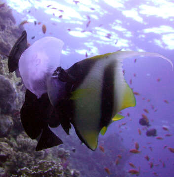 Image of Red Sea Bannerfish