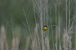 Image of Common Yellowthroat