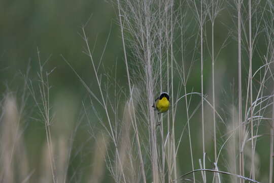 Geothlypis trichas (Linnaeus 1766) resmi