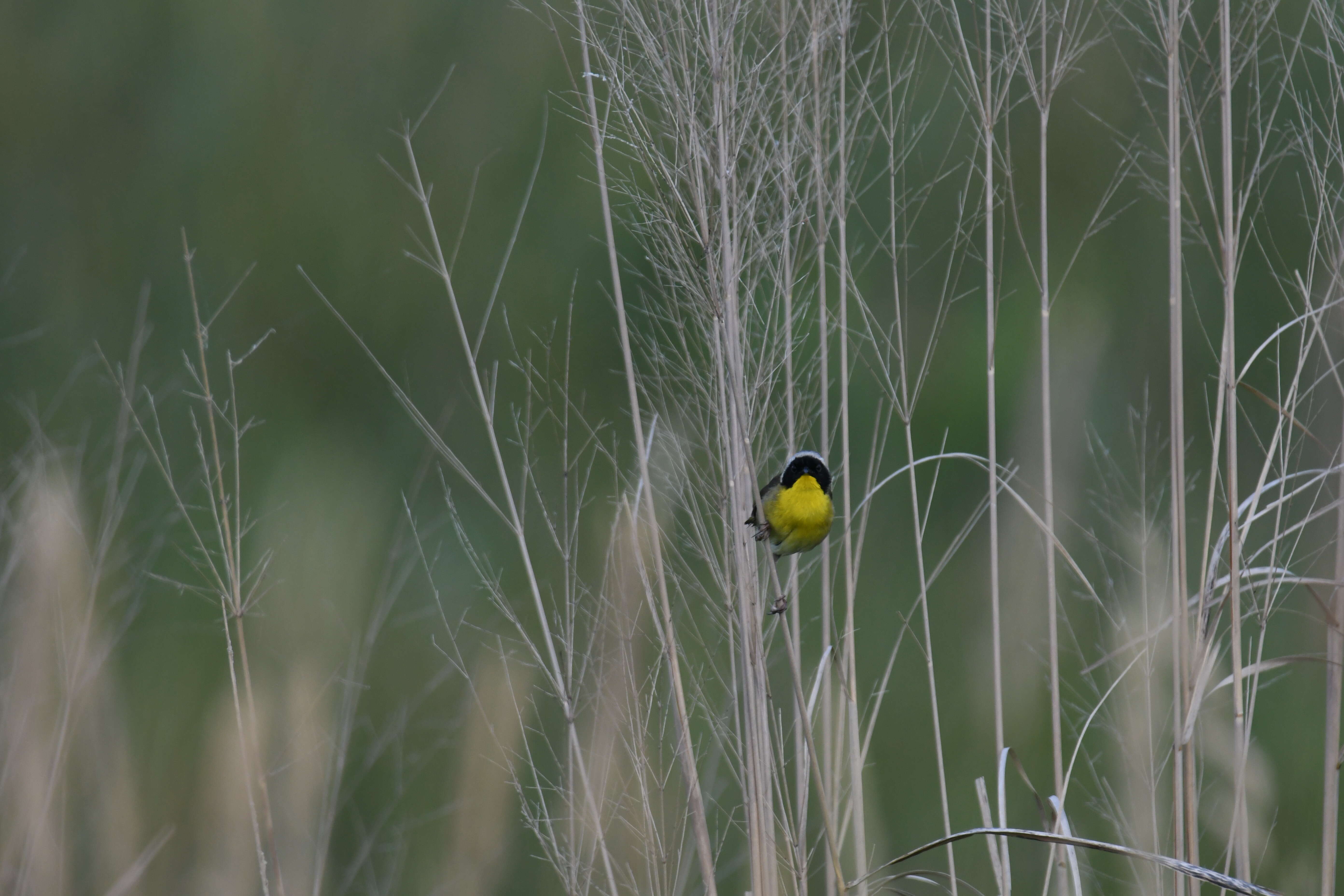 Image of Common Yellowthroat