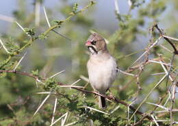 Image of Scaly Weaver