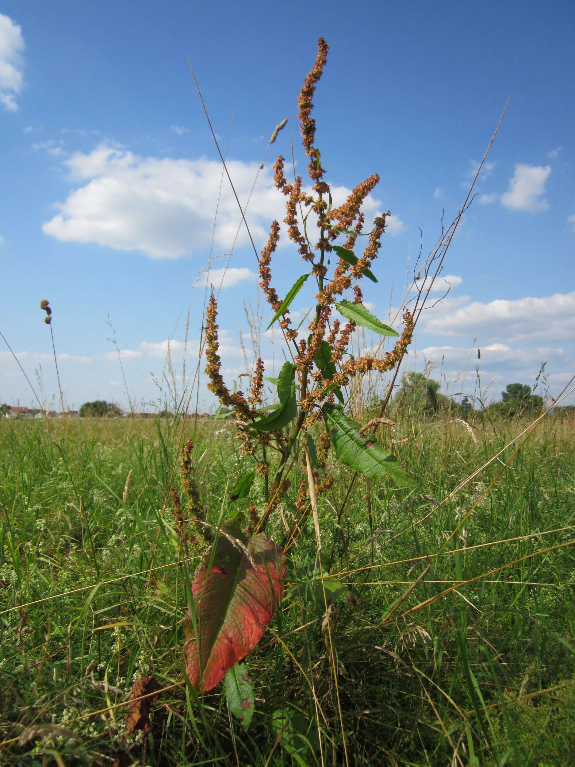 Imagem de Rumex obtusifolius L.