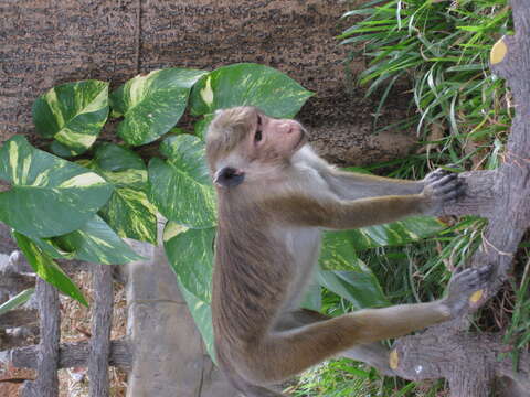 Image of Toque macaque