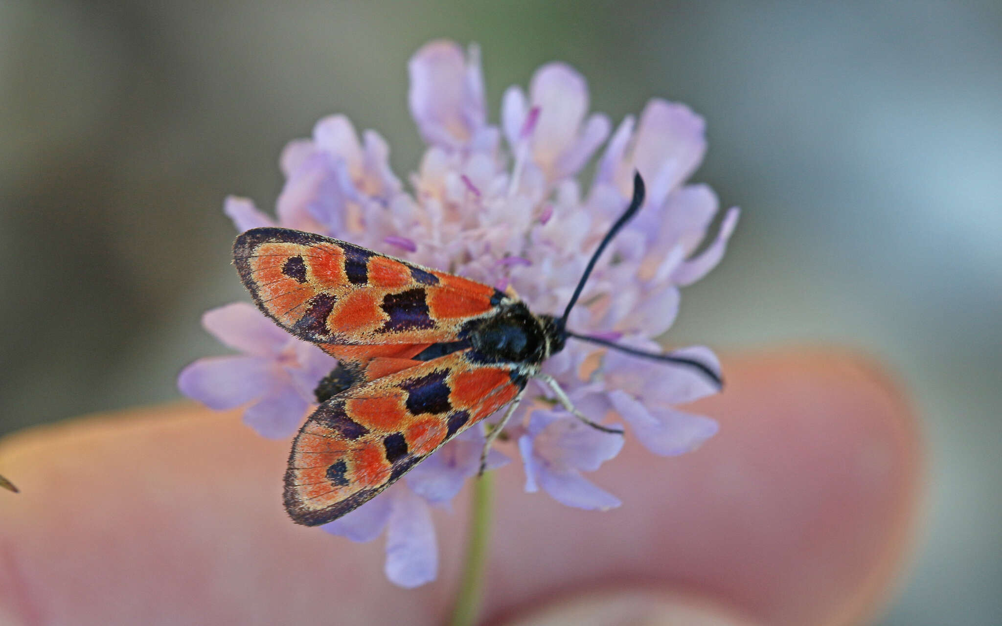 Image of Zygaena fausta Linnaeus 1767