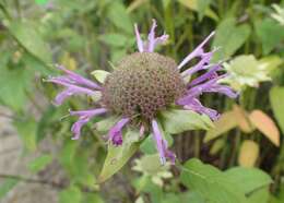 Image of scarlet beebalm