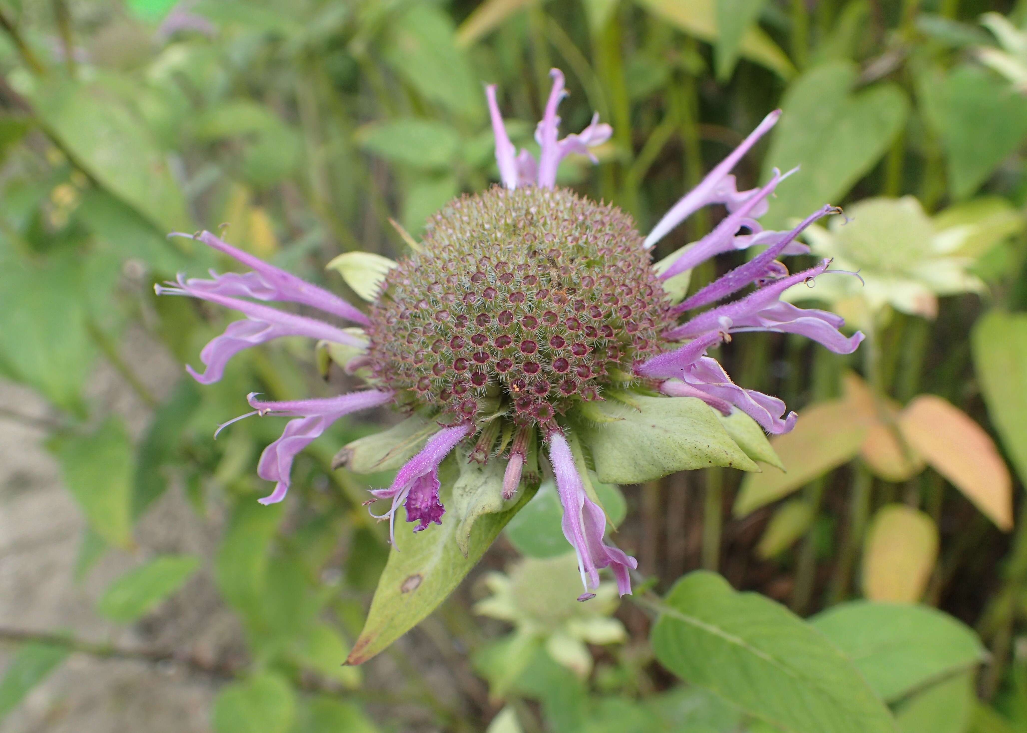 Image of scarlet beebalm