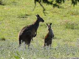 Image of kangaroo