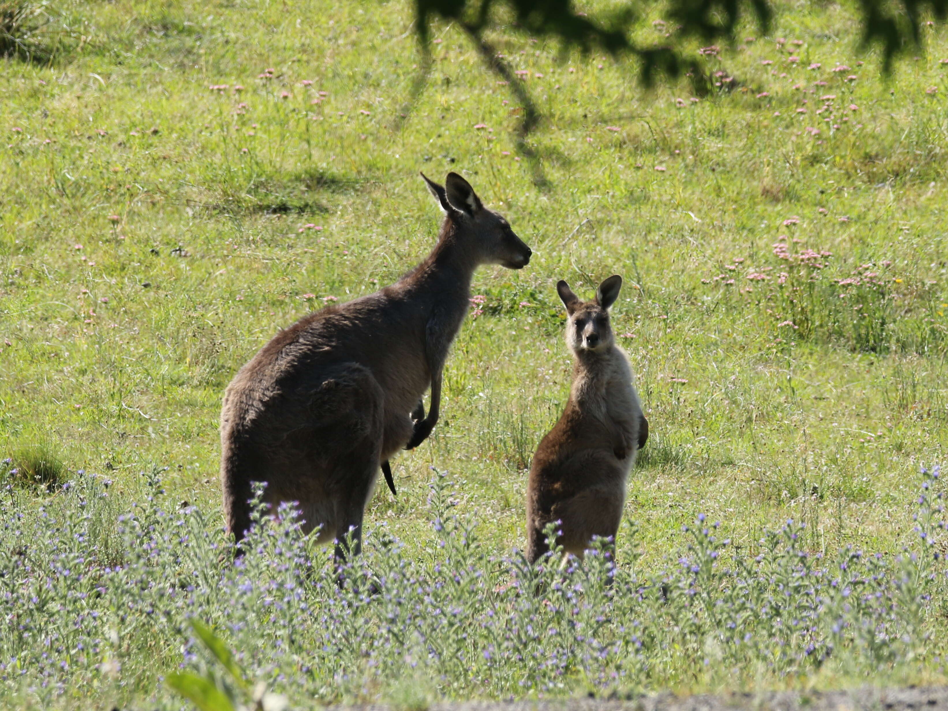 Image of kangaroo