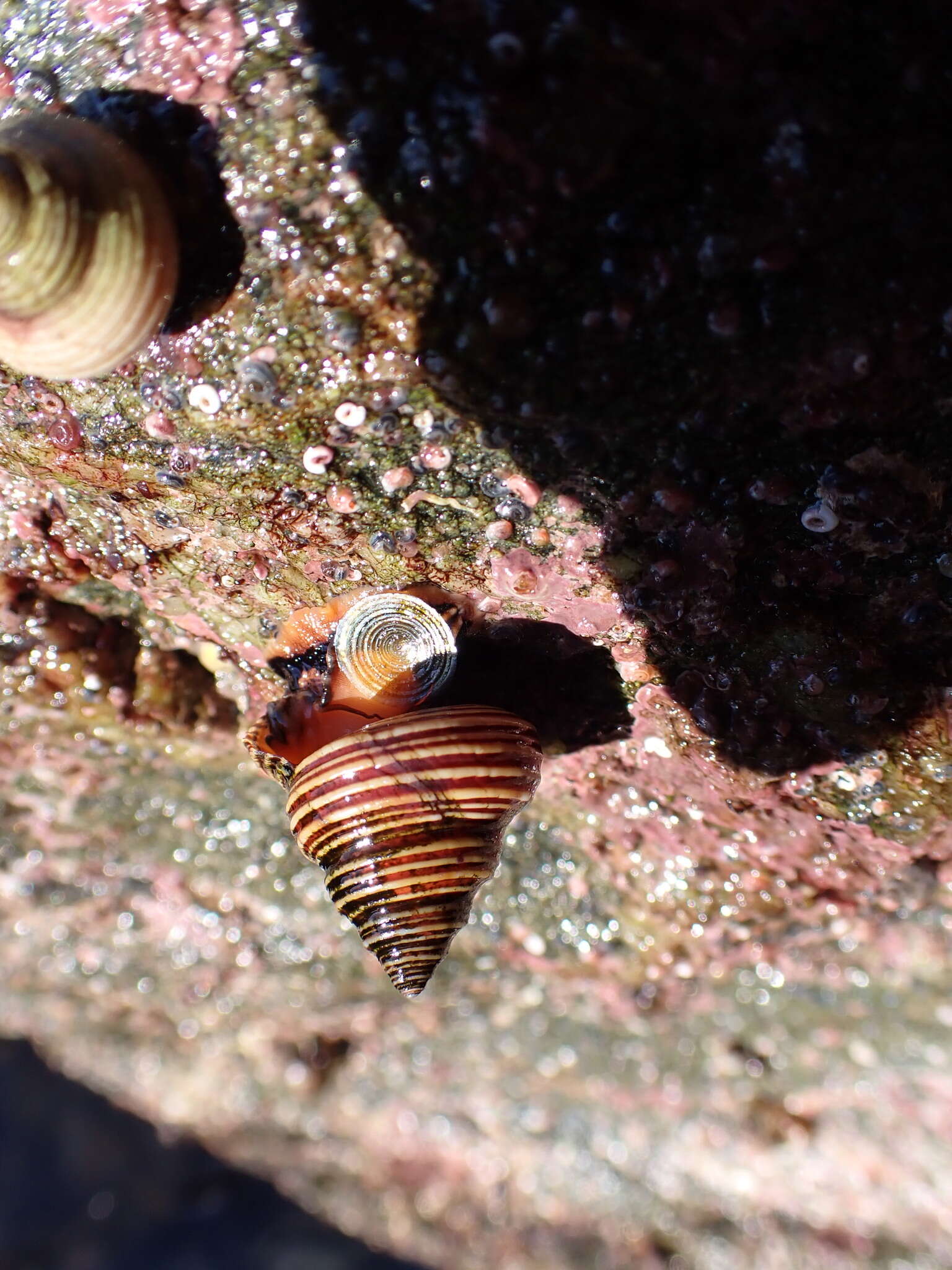 Image of Blue Top Snail