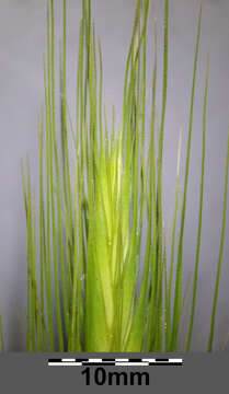 Hordeum murinum L.的圖片