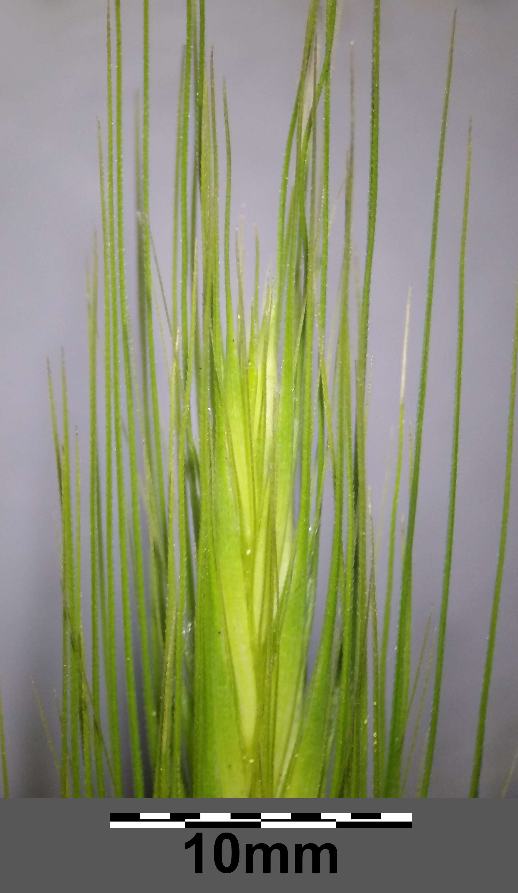 Hordeum murinum L.的圖片