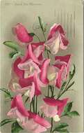 Image of Sweet Pea