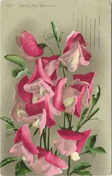 Image of Sweet Pea