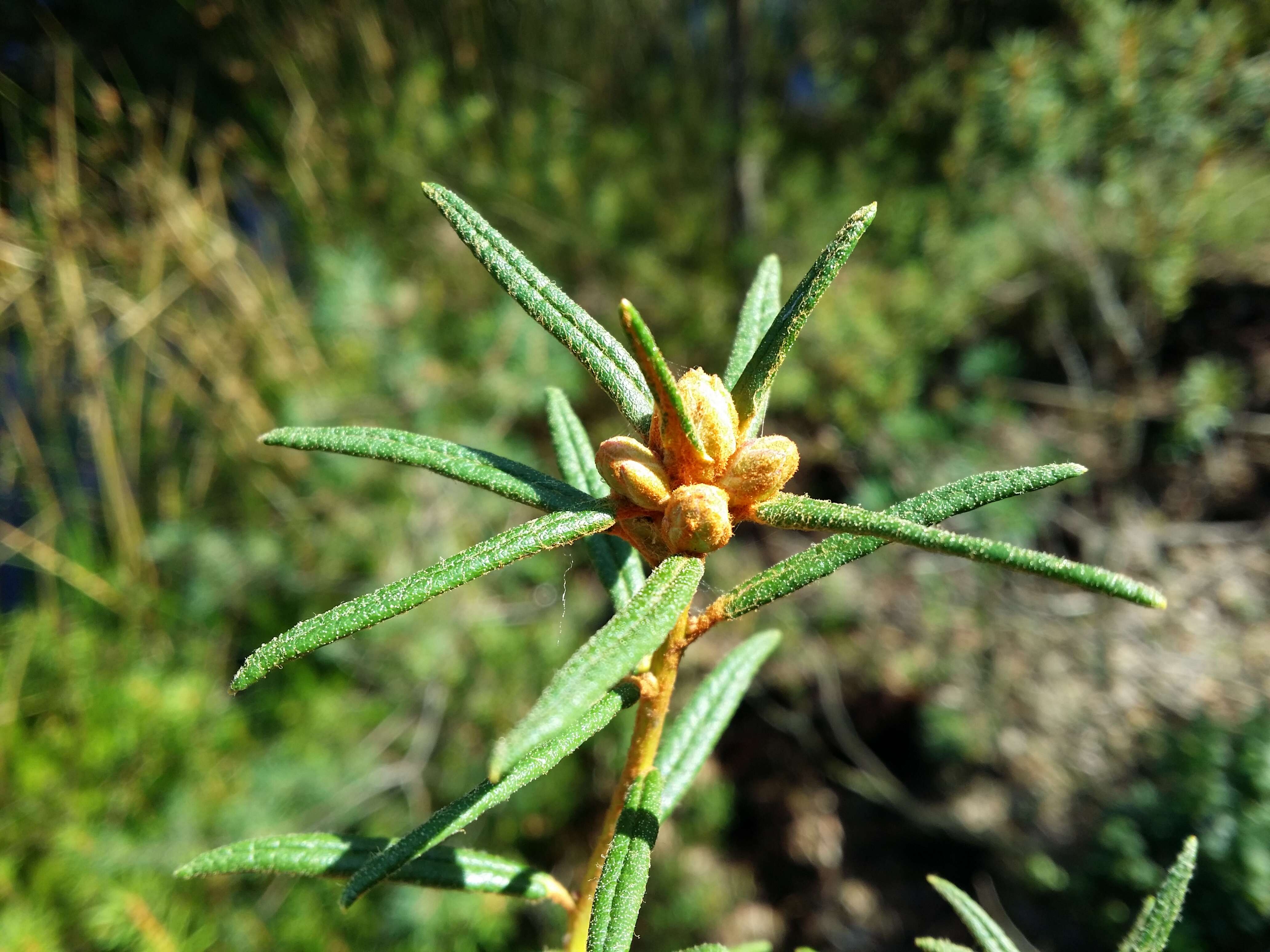 Imagem de Rhododendron tomentosum (Stokes) Harmaja