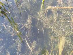 Image of western waterweed