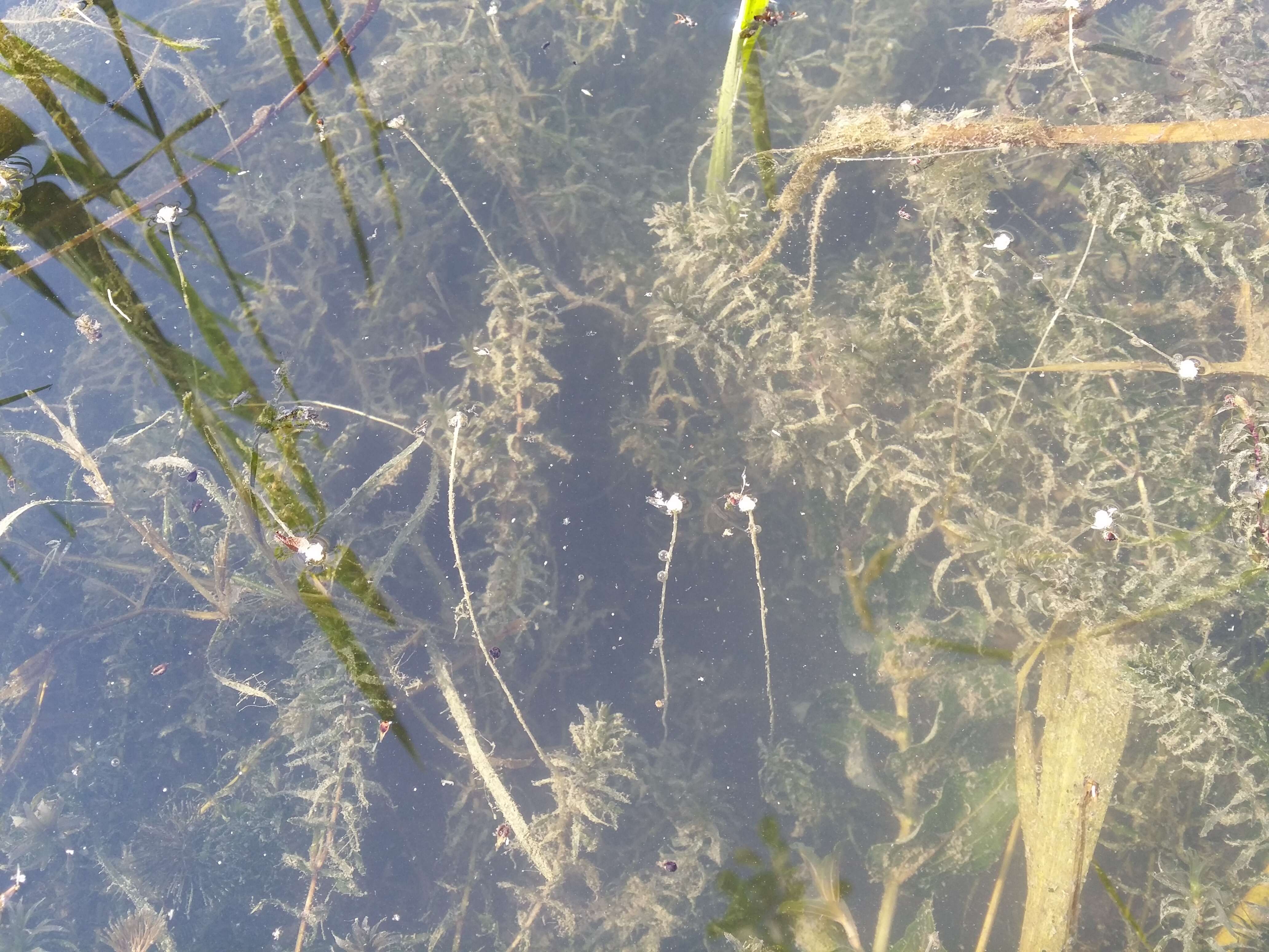 Image of western waterweed