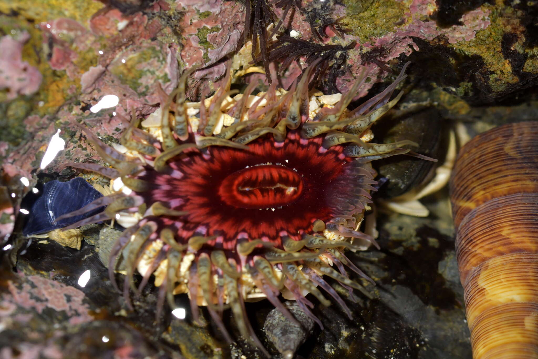 Image of Sand anemone