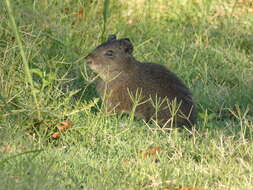 Image of Brazilian Guinea Pig