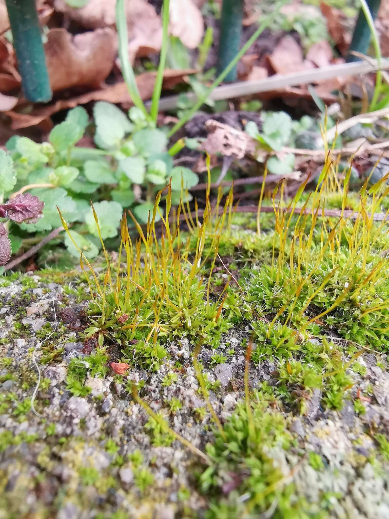 泛生牆苔的圖片