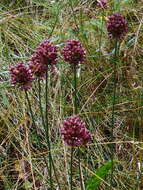 Image of sand leek