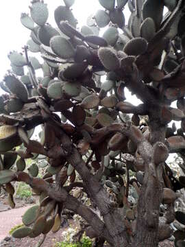 Image of Opuntia pilifera F. A. C. Weber