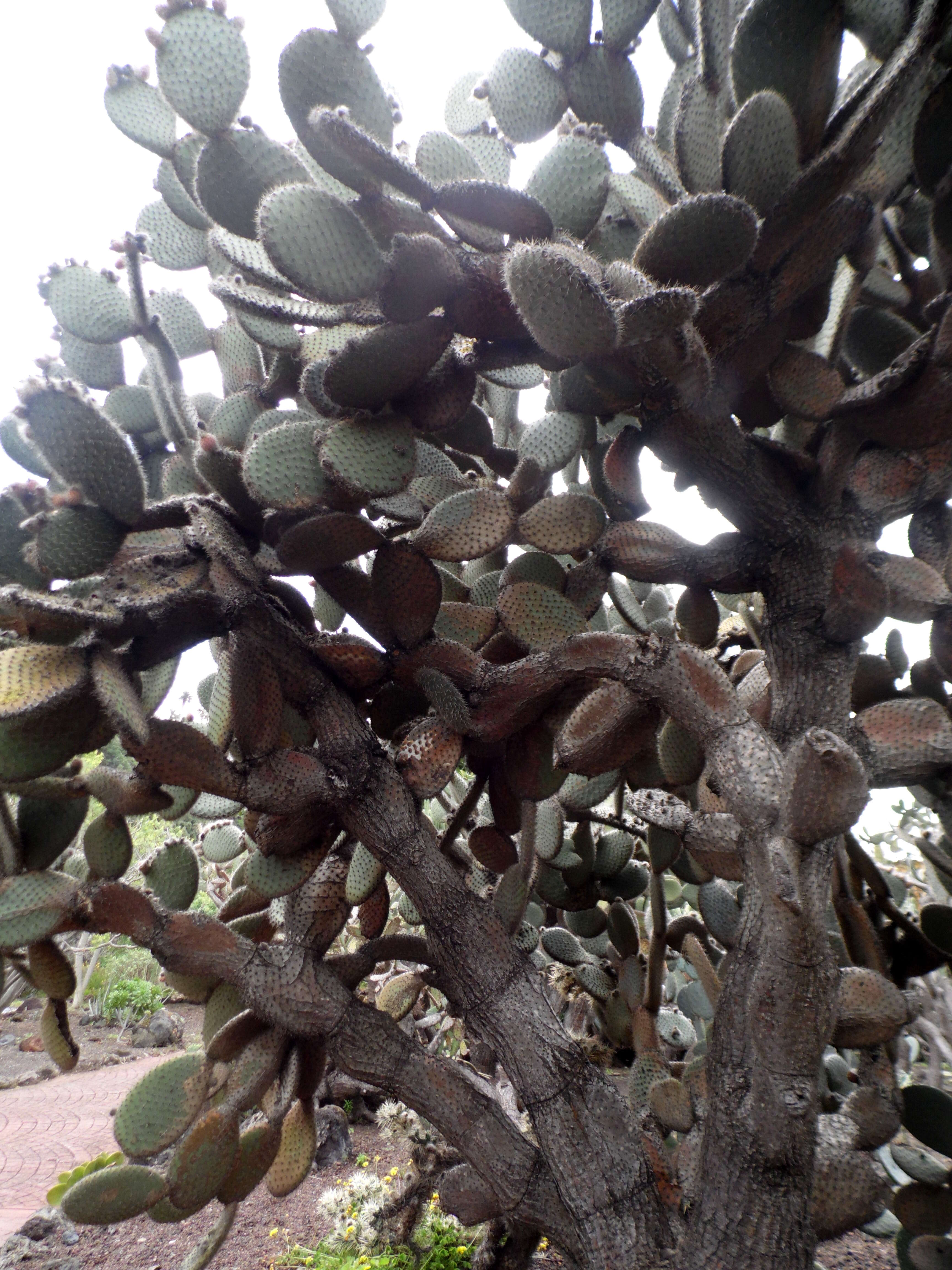 Image of Opuntia pilifera F. A. C. Weber