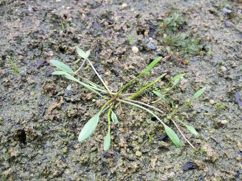 Image of Mudwort