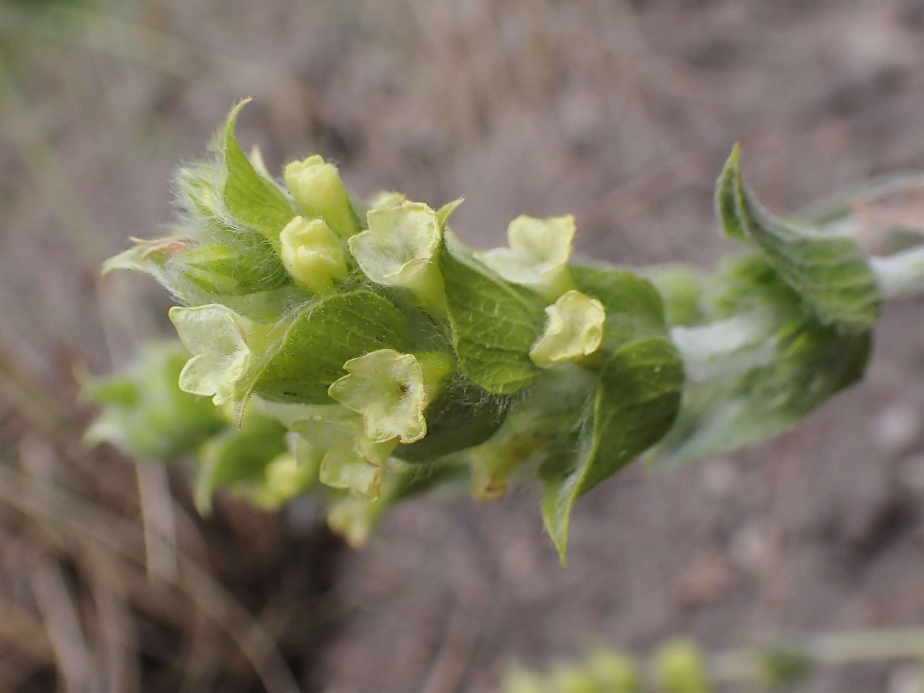 Image de Sideritis syriaca L.