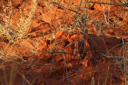 Image of Damaraland mole rat