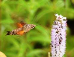 Image of humming-bird hawk moth