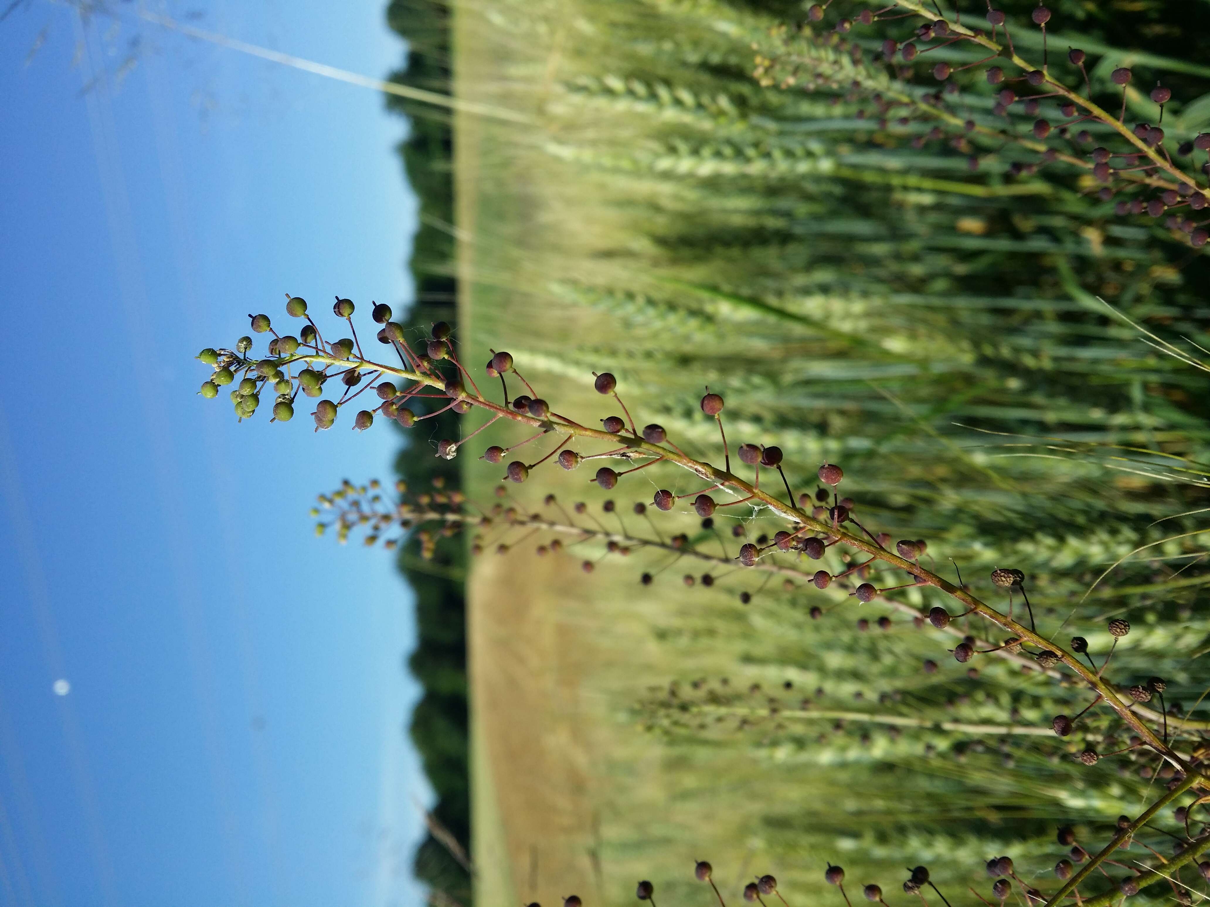 Image of ball mustard