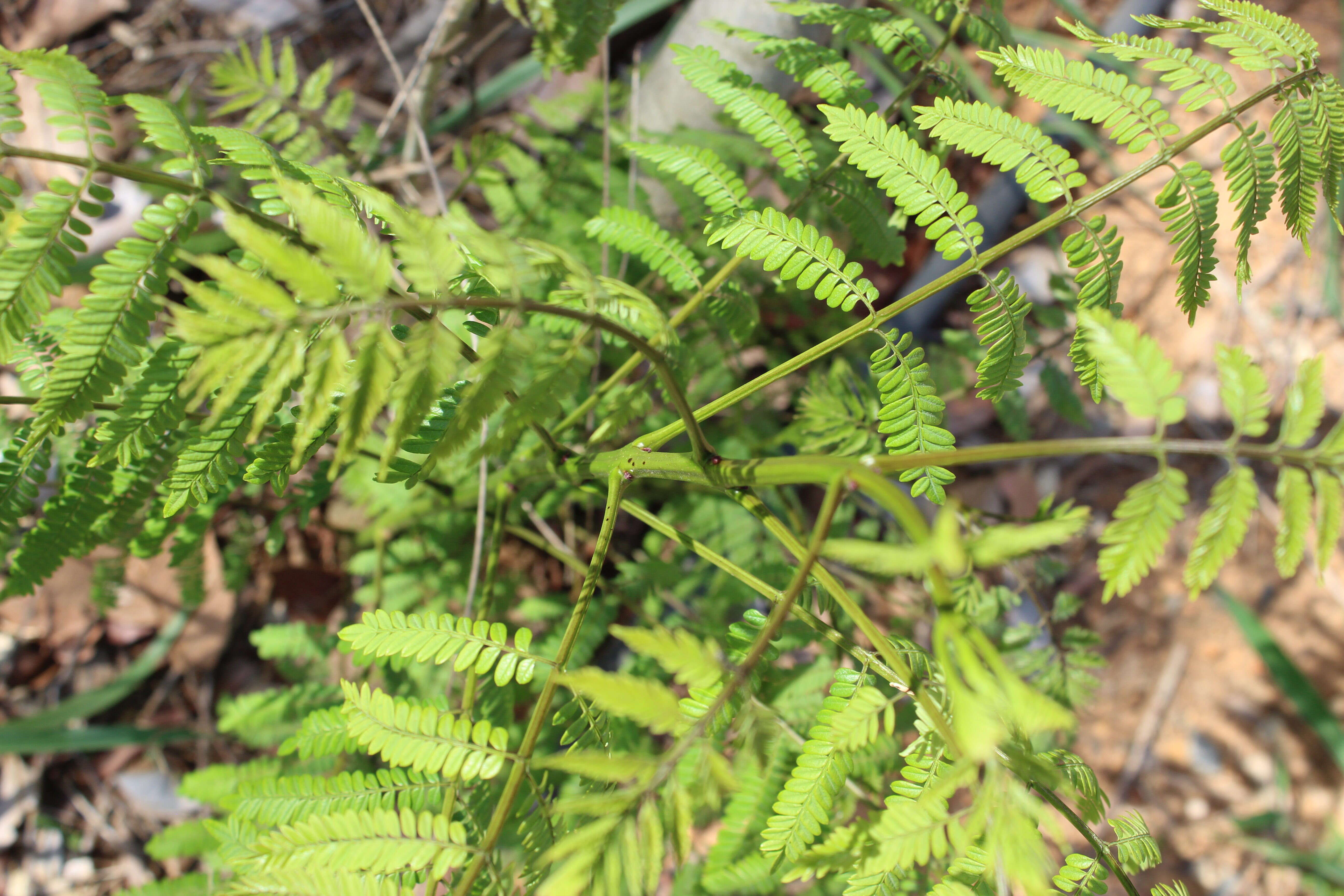 Sivun Jacaranda brasiliana (Lam.) Pers. kuva