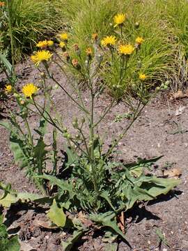 Image of rough hawksbeard