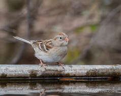 Image of Field Sparrow