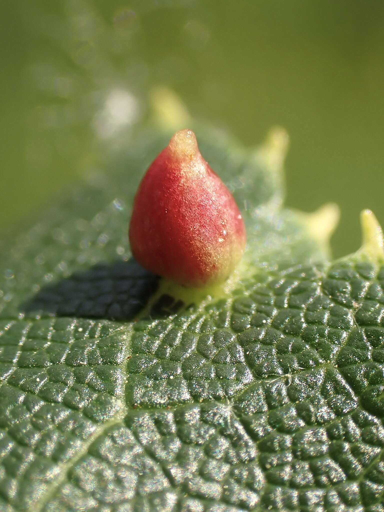 Image of Eriophyes tiliae