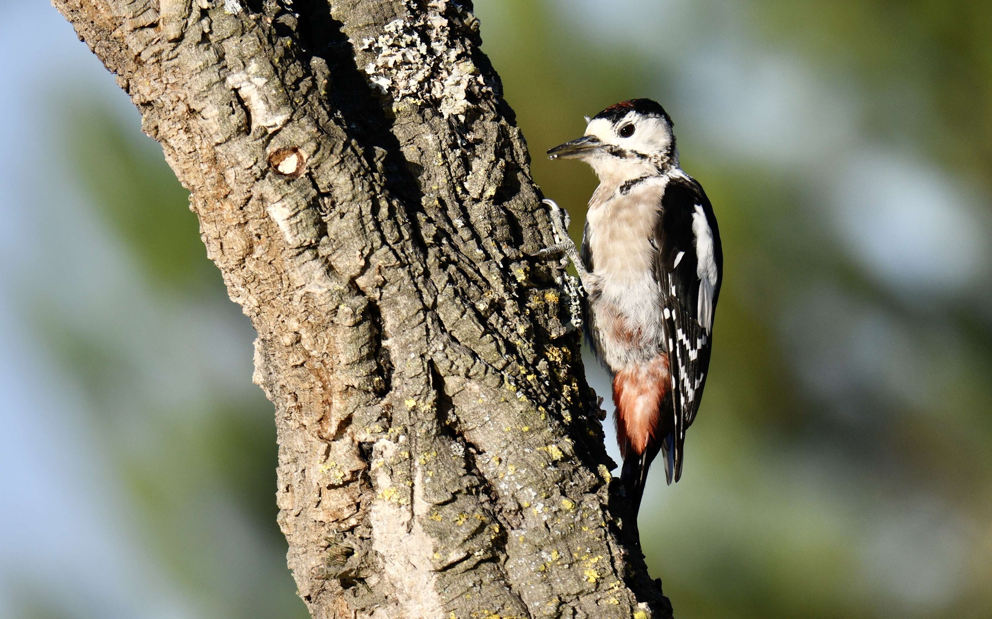 Image of Great Spotted Woodpecker